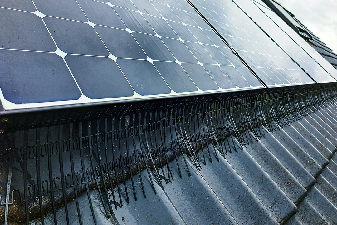 Vogelwering: bescherm je zonnepanelen en voorkom schade